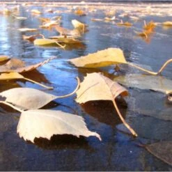 Fijnmazig Vijvernet 6 × 5 Meter -Tuinadvies Verkoop fijnmazig vijvernet 6 x 5 meter 1541778382 1 600