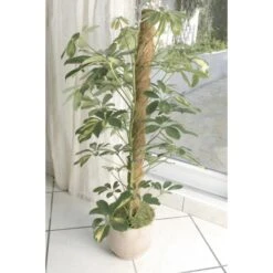 Kokos Kamerplantensteun - Plantstok Ø45 Mm × 1 M 6 Kokos Kamerplantensteun - Plantstok Ø45 Mm × 1 M -Tuinadvies Verkoop kokos plantensteun 45 mm x 1 m 1622717806 3 600