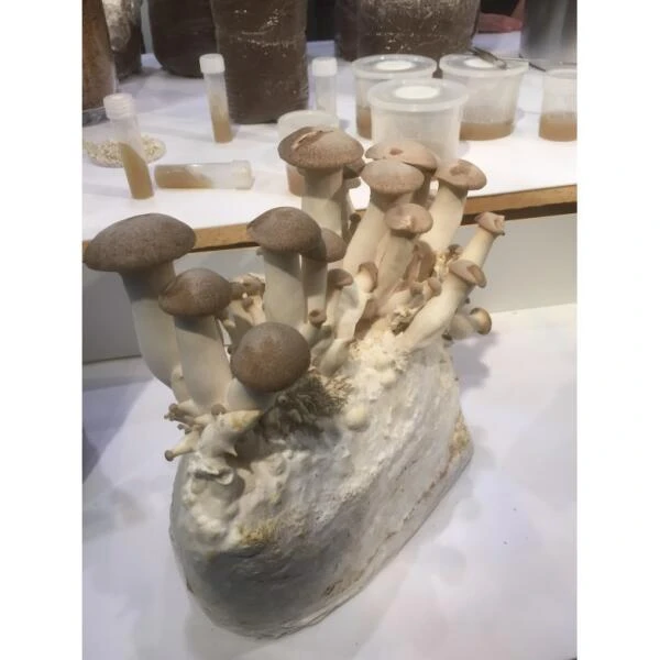 Kweekset 3 Liter Koningsoesterzwam 2 Kweekset 3 Liter Koningsoesterzwam - Afbeelding 2