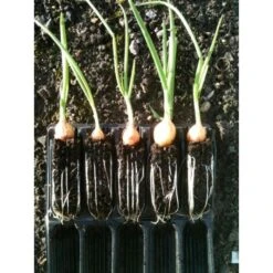 Kweektray Compact Rapid Root - 20 Cellen -Tuinadvies Verkoop kweektray rapid root 20 cellen 1487680721 0 600