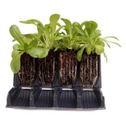 Kweektray Rapid Roots - 32 Cellen 8 Kweektray Rapid Roots - 32 Cellen -Tuinadvies Verkoop kweektray rapid roots 32 cellen 1521399839 1 600