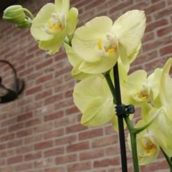 Orchideeënclips - Set Van 10 Stuks -Tuinadvies Verkoop orchideenclips 1487329046 0 600