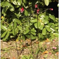 Plantensteun Rond 20 × 50 Cm -Tuinadvies Verkoop plantensteun rond 20 x 50 cm 1518783450 1 600