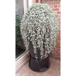 Regenton Antraciet - 360 Liter 7 Regenton Antraciet - 360 Liter -Tuinadvies Verkoop regenton antraciet 360 liter 1566069314 1 600