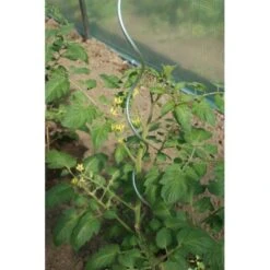 Tomatenspiralen - 170 Cm -Tuinadvies Verkoop tomatenspiralen 1484054760 5 600