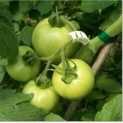 Tomaten Trossteun Wit - Set Van 100 Stuks -Tuinadvies Verkoop tomatentrossteunen 1484056718 4 600