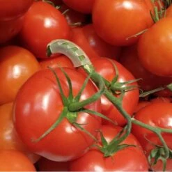 Tomaten Trossteun Wit - Set Van 100 Stuks -Tuinadvies Verkoop tomatentrossteunen 1536691845 1 600