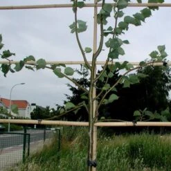 Tree-fix Boombinder 8 Cm - Set Van 50 Stuks -Tuinadvies Verkoop treefix boombinder 8 cm 1547134388 1 600