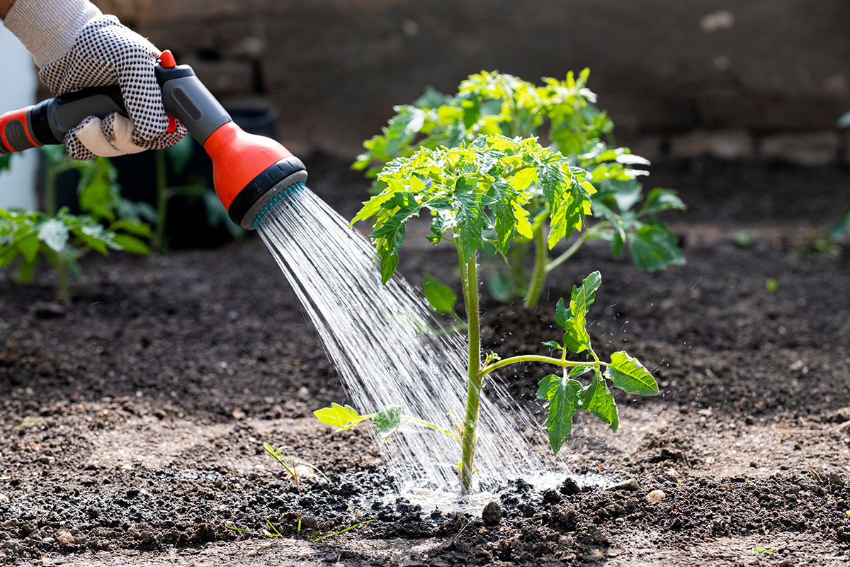 Tuinadvies Verkoop -Tuinadvies Verkoop Hittegolf geef je planten nooit water op dit tijdstip van de dag als je ze waardeert